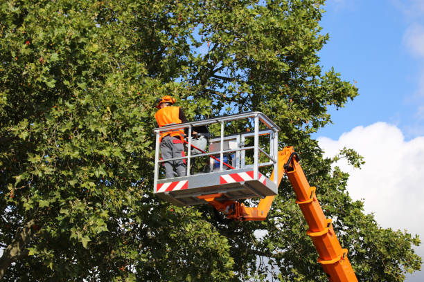 Best Tree Preservation Services  in Farmland, IN